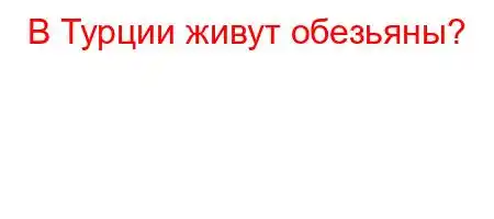 В Турции живут обезьяны?